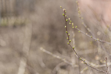 Spring unopened flowers cherry tree on branches, unblown buds blurred background. spring background, texture of wooden branches, concept of the beginning of spring. Copy space