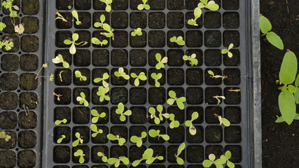 Growing organic vegetable farms for background                         