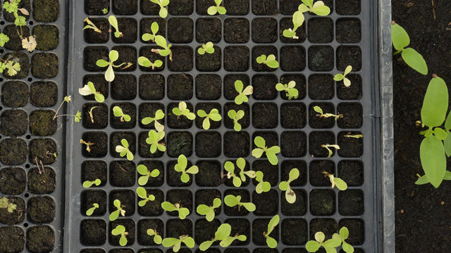 Growing organic vegetable farms for background