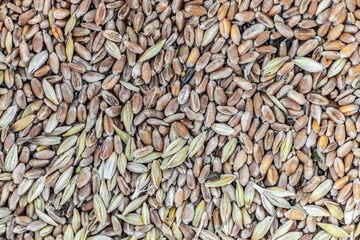 The surface of the grain storage for feeding chickens as a background.