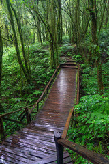 Wet wooden walkway in green forest in Chiang Mai, Thailand