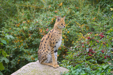 Wildkatze auf einem Felsen