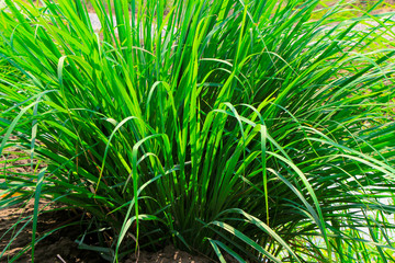 Green grass that grows in a natural garden.