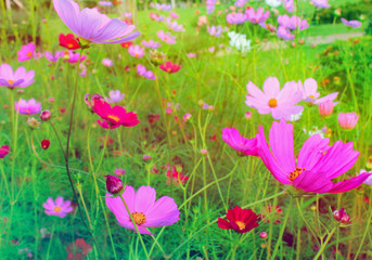 Beautiful pastel flowers in a natural garden.