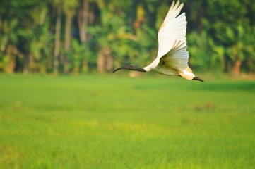 white stork in flight
