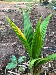 Obraz premium The coconut palm is a palm tree. There are many coconut palms on the coasts of Indonesia, India, America, South Sudan, Bangladesh and Tanzania. People of this area use coconut milk in cooking.