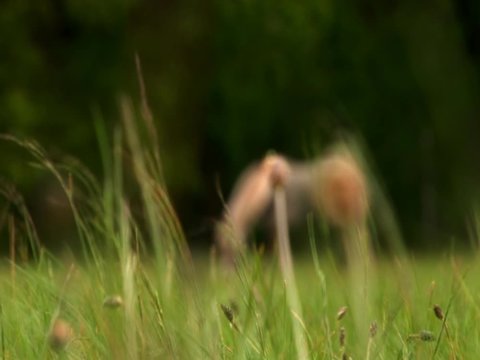 horses in the valley among the yellow grass