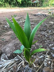 Obraz premium The coconut palm is a palm tree. There are many coconut palms on the coasts of Indonesia, India, America, South Sudan, Bangladesh and Tanzania. People of this area use coconut milk in cooking.