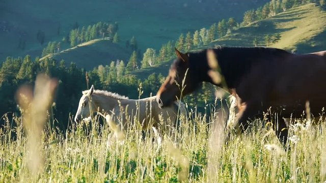 horses in the valley among the yellow grass
