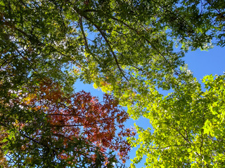 Beginning of Autumn