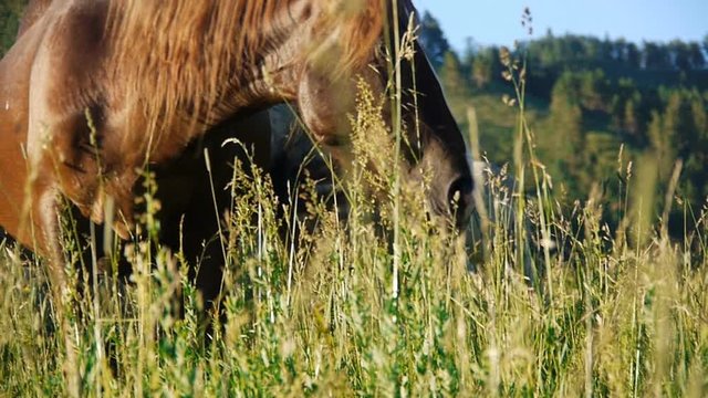 horses in the valley among the yellow grass