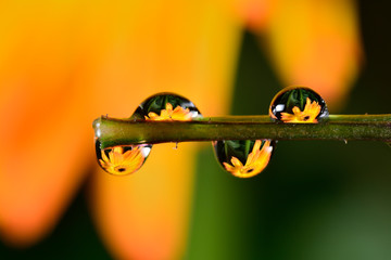 Gentle reflection on the water droplets macro photo