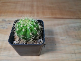 Cactus isolated on wood background.