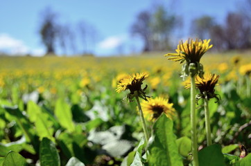 dandelion field full of flowers in April