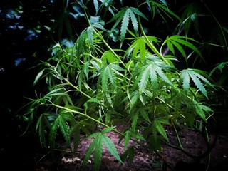 Plant of hashish, Cannabis, Cannabis leaves.