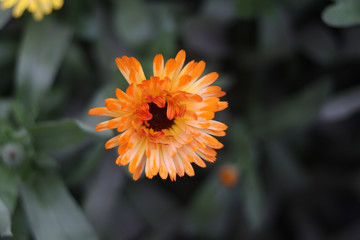 Obraz premium Sunflower