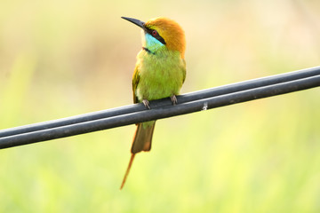 bee eater bird