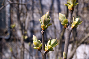 Straight branches of lilac bushes with opening buds on a blurred background of other plants. Early spring
