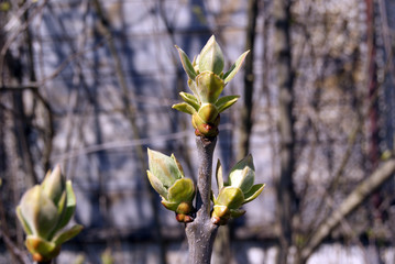Straight branches of lilac bushes with opening buds on a blurred background of other plants. Early spring