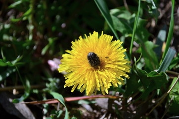 bug sitting on yellow dandelion