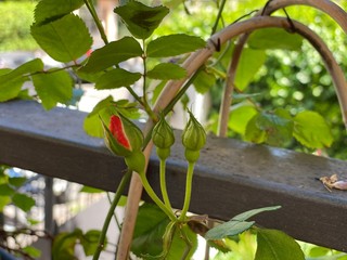 Bocciolo di rosa sul balcone