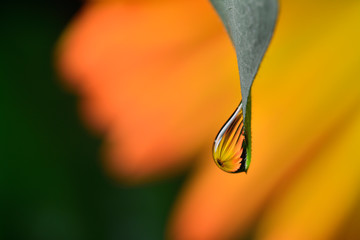 Gentle reflection on the water droplets macro photo