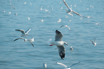 birds at Bang Pu, Samut Prakan Province, Thailand