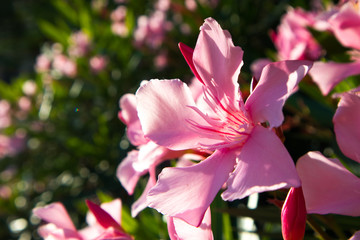 close up of macro beautiful bright pink tropical flower with green leaves,spring background,beautiful wallpaper