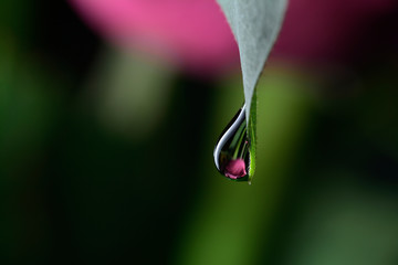 The reflection on the droplets macro photo