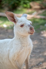 this is a close up of an albino western grey kangaroo