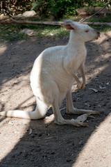 Fototapeta premium this is a side view of an albino western grey kangaroo
