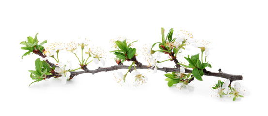 Beautiful blossoming branch on white background