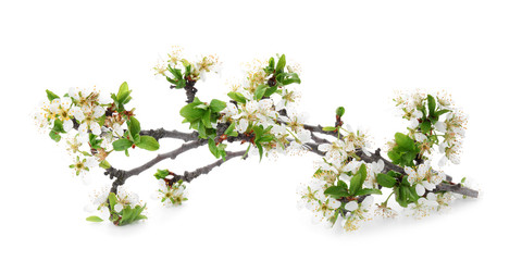 Fototapeta premium Beautiful blossoming branches on white background