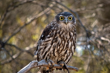 the barking owl is perched in a bush