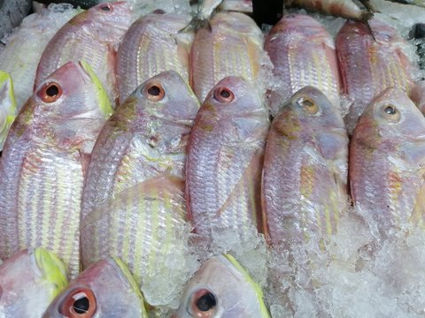 Fresh pink perch fish kept for sale in market with ice for preservation 