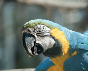 this is a close up of a blue and gold macaw
