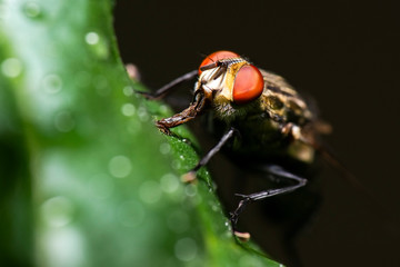 Grey Flesh Fly also known as Sarcophaga aurifrons