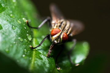 Grey Flesh Fly also known as Sarcophaga aurifrons
