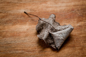 An old, withered twisted leaf from a tree, photographed on a cracked wooden surface. Symbolizes the old and the frailty of everything.