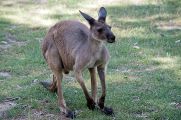 Naklejka na ściany i meble this is a muscular male western grey kangaroo