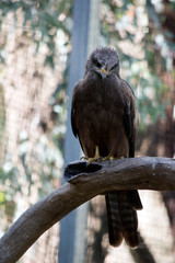 the black kite is perched on a branch