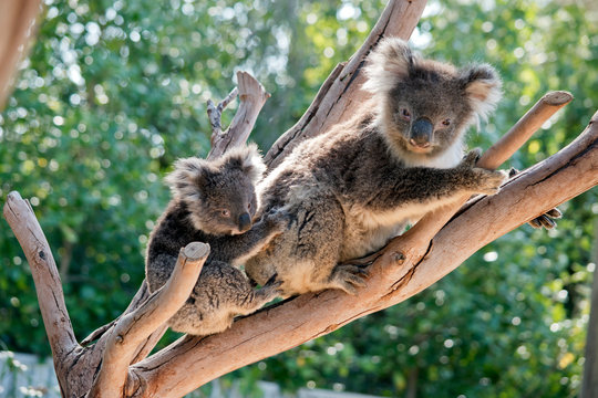 the koala and joey are in a tree