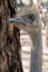 this is a side view of an ostrich