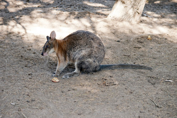 Naklejka premium this is a side view of a red necked pademelon