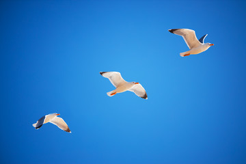 Flying seagull bird on blue sky