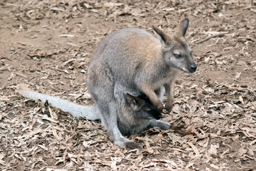 the red necked wallaby has a joey in her pouch