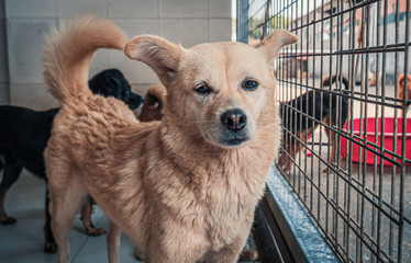 Sad dog in shelter waiting to be rescued and adopted to new home. Shelter for animals concept