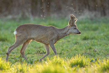 Young roe deer walking on the grassy meadow with flies and sunset light in the background, Capreolus capreolus, Slovakia