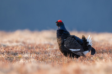Black grouse male in lek standing on mountain meadow, Tetrao tetrix, Slovakia