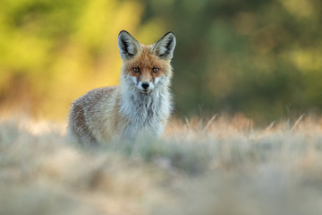 Naklejka na ściany i meble Portrait of red fox on mountain meadow, Vulpes vulpes, Slovakia